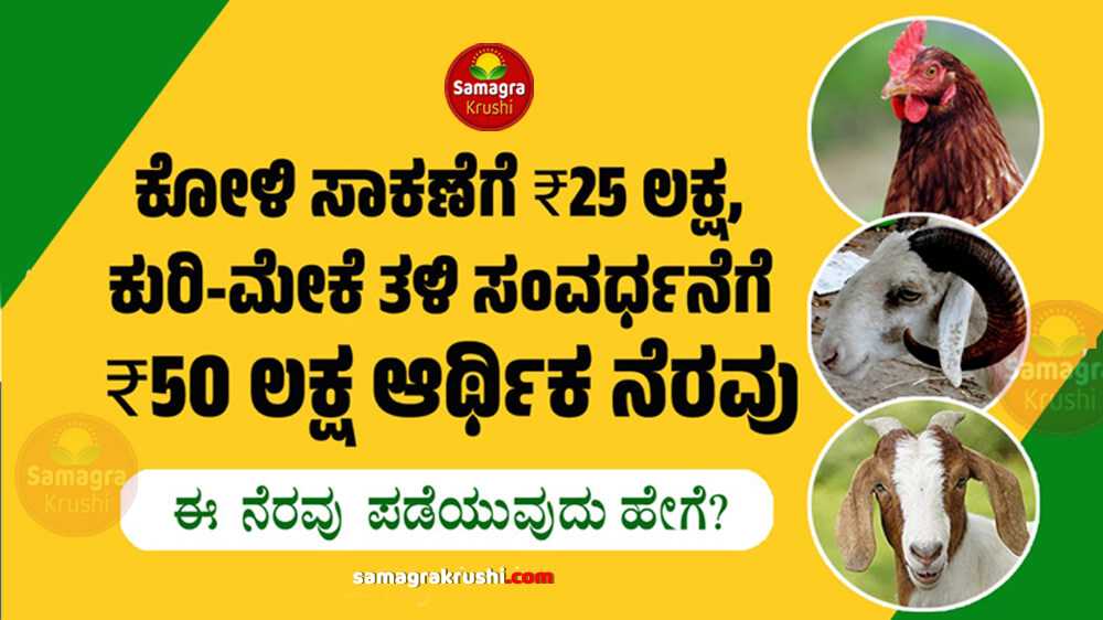 National Livestock Mission : ಕೋಳಿ ಸಾಕಣೆಗೆ 25 ಲಕ್ಷ, ಕುರಿ-ಮೇಕೆ ತಳಿ ಸಂವರ್ಧನೆಗೆ 50 ಲಕ್ಷ ಆರ್ಥಿಕ ನೆರವು