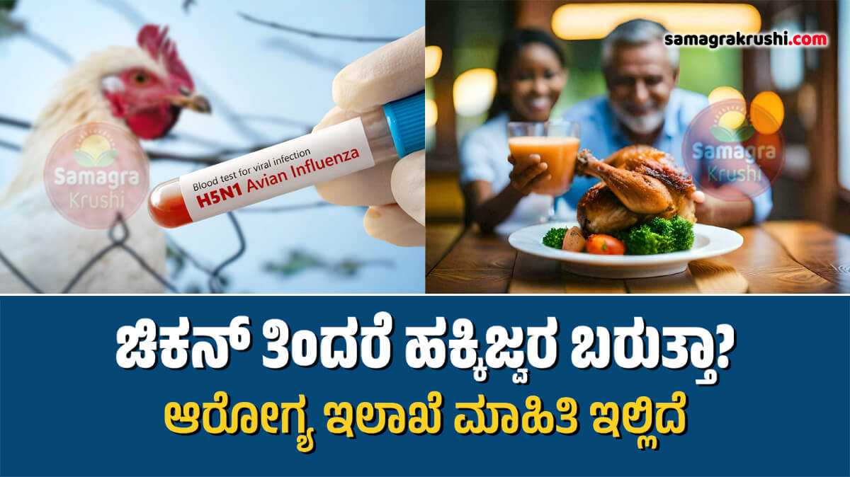 Bird flu-ಕೋಳಿ ಮಾಂಸ ತಿಂದರೆ ಹಕ್ಕಿ ಜ್ವರ ಬರುತ್ತಾ? ಆರೋಗ್ಯ ಇಲಾಖೆಯ ಮಹತ್ವದ ಮಾಹಿತಿ ಇಲ್ಲಿದೆ... 