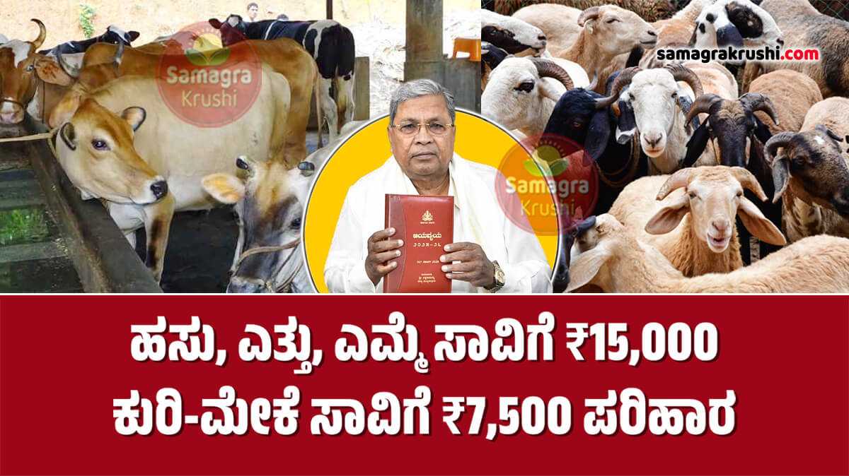 Anugraha Scheme-ಹಸು, ಎಮ್ಮೆ, ಎತ್ತು ಸಾವಿಗೆ ₹15,000, ಕುರಿ-ಮೇಕೆ ಸಾವಿಗೆ ₹7,500 ಅನುಗ್ರಹ ಪರಿಹಾರ